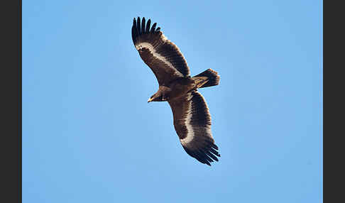 Steppenadler (Aquila nipalensis)