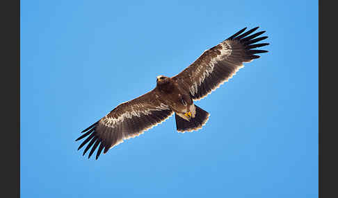 Steppenadler (Aquila nipalensis)