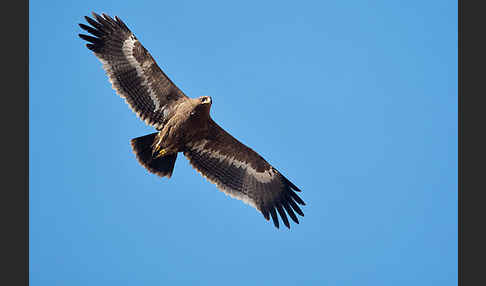 Steppenadler (Aquila nipalensis)