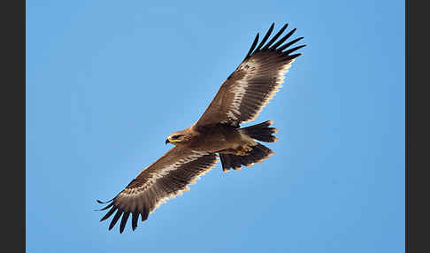 Steppenadler (Aquila nipalensis)