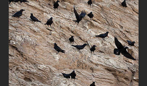 Wüstenrabe (Corvus ruficollis)