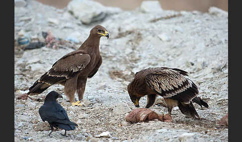 Steppenadler (Aquila nipalensis)