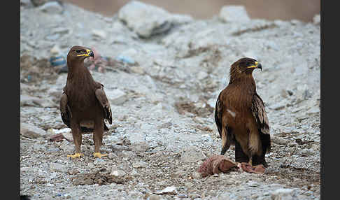 Steppenadler (Aquila nipalensis)