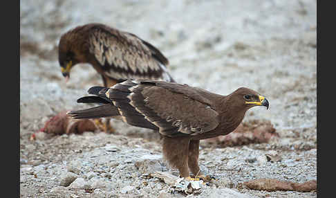 Steppenadler (Aquila nipalensis)