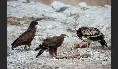 Steppenadler (Aquila nipalensis)