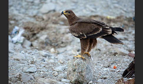 Steppenadler (Aquila nipalensis)