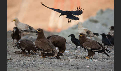 Steppenadler (Aquila nipalensis)