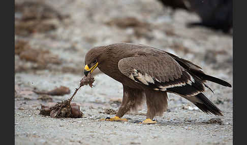 Steppenadler (Aquila nipalensis)