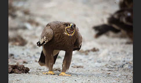 Steppenadler (Aquila nipalensis)