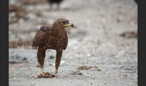 Schelladler (Aquila clanga)
