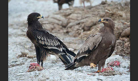 Steppenadler (Aquila nipalensis)