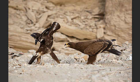 Steppenadler (Aquila nipalensis)