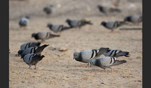 Felsentaube (Columba livia)