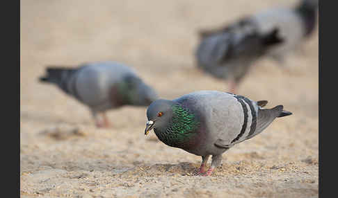 Felsentaube (Columba livia)