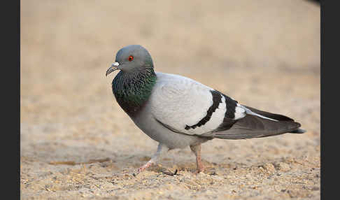 Felsentaube (Columba livia)