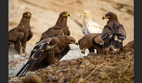 Steppenadler (Aquila nipalensis)