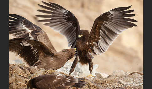 Steppenadler (Aquila nipalensis)