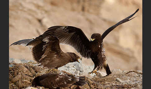 Steppenadler (Aquila nipalensis)