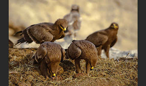 Steppenadler (Aquila nipalensis)