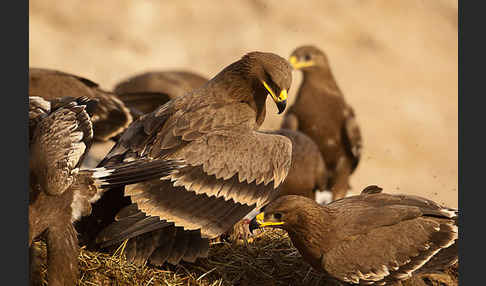 Steppenadler (Aquila nipalensis)