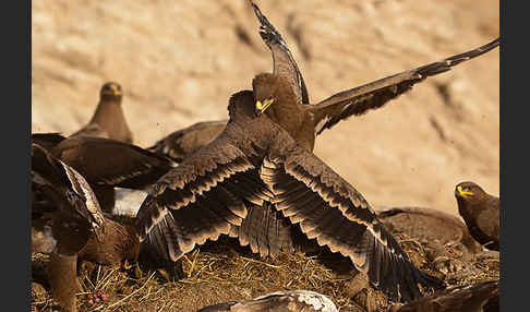 Steppenadler (Aquila nipalensis)