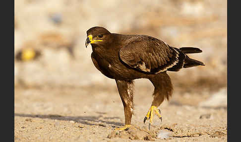 Steppenadler (Aquila nipalensis)