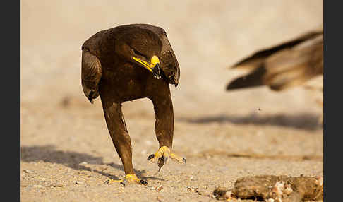 Steppenadler (Aquila nipalensis)