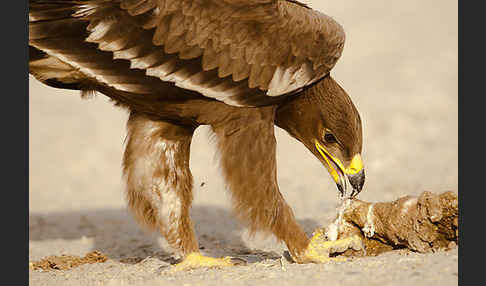 Steppenadler (Aquila nipalensis)