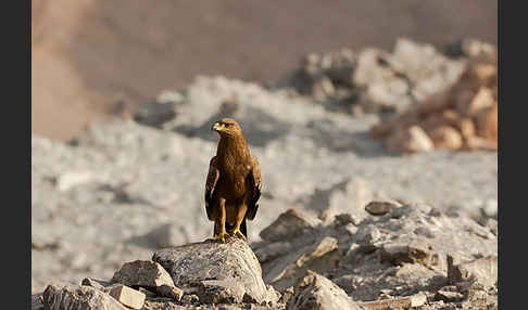 Steppenadler (Aquila nipalensis)