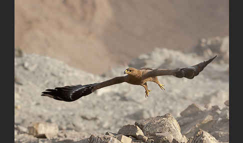 Steppenadler (Aquila nipalensis)