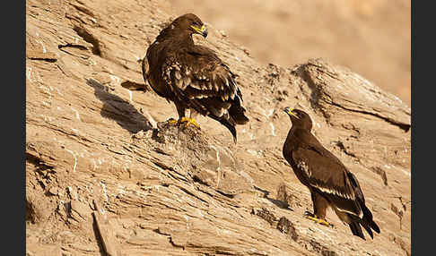 Steppenadler (Aquila nipalensis)