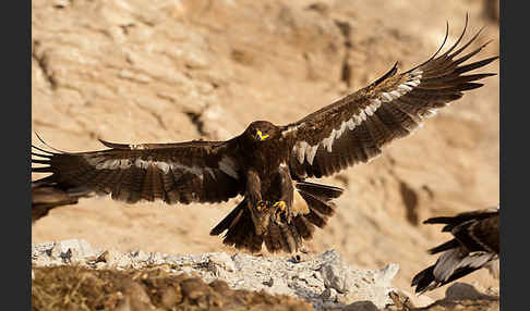 Steppenadler (Aquila nipalensis)