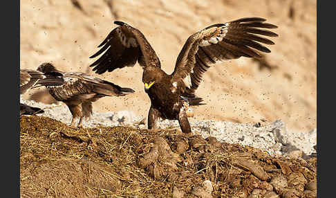 Steppenadler (Aquila nipalensis)