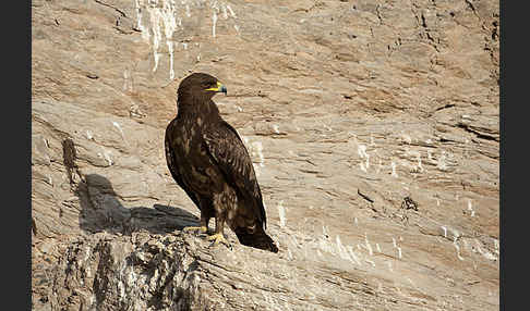 Schelladler (Aquila clanga)