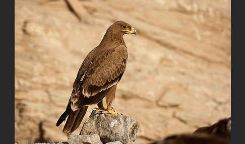 Steppenadler (Aquila nipalensis)