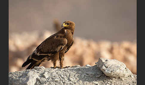 Steppenadler (Aquila nipalensis)