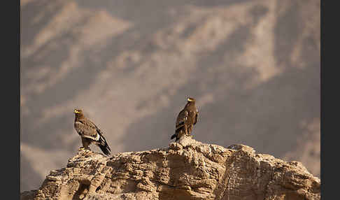 Steppenadler (Aquila nipalensis)