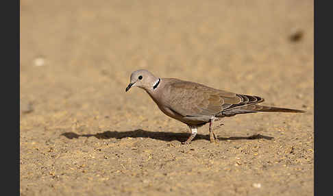 Türkentaube (Streptopelia decaocto)