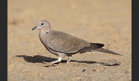 Türkentaube (Streptopelia decaocto)