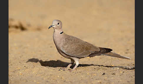 Türkentaube (Streptopelia decaocto)