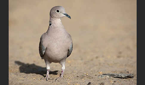 Türkentaube (Streptopelia decaocto)