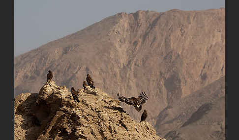 Kaiseradler (Aquila heliaca)