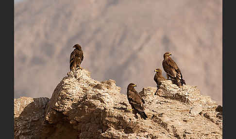 Kaiseradler (Aquila heliaca)