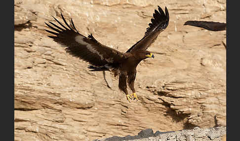 Steppenadler (Aquila nipalensis)