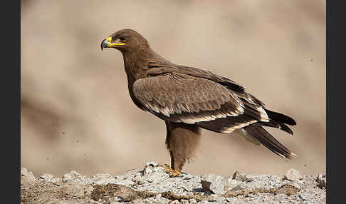 Steppenadler (Aquila nipalensis)