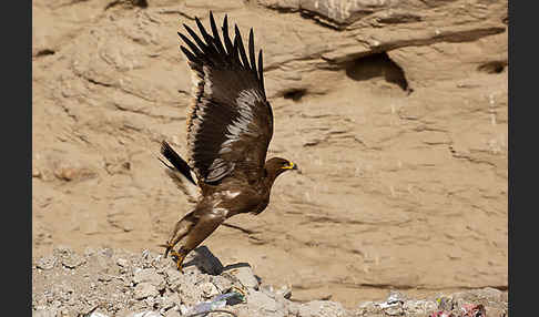 Steppenadler (Aquila nipalensis)