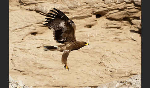 Steppenadler (Aquila nipalensis)