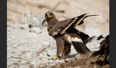 Steppenadler (Aquila nipalensis)