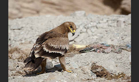 Steppenadler (Aquila nipalensis)