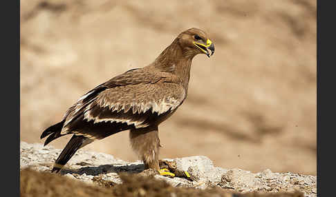 Steppenadler (Aquila nipalensis)